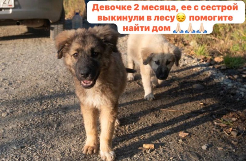 Щенок ищет семью