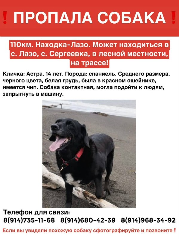Лиса ищет дом